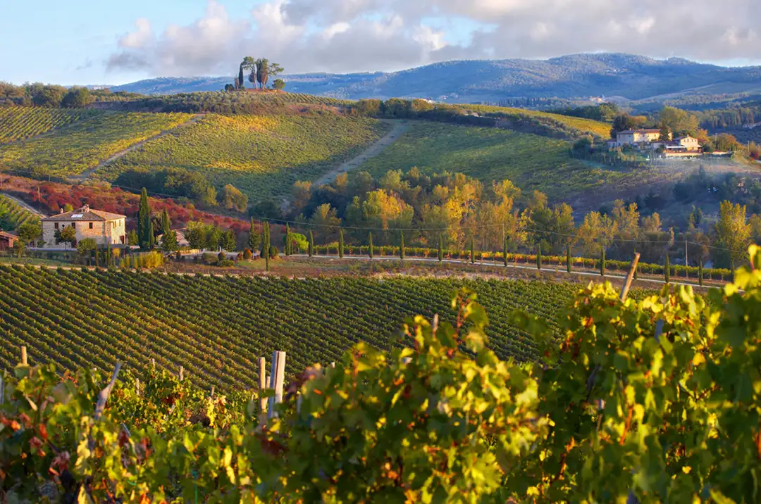 Chianti Classico vineyards in the Tuscan hills during autumn, with a landscape of rustic houses and golden-toned vegetation.
